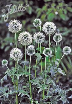 Echinops bannaticus 'star frost'